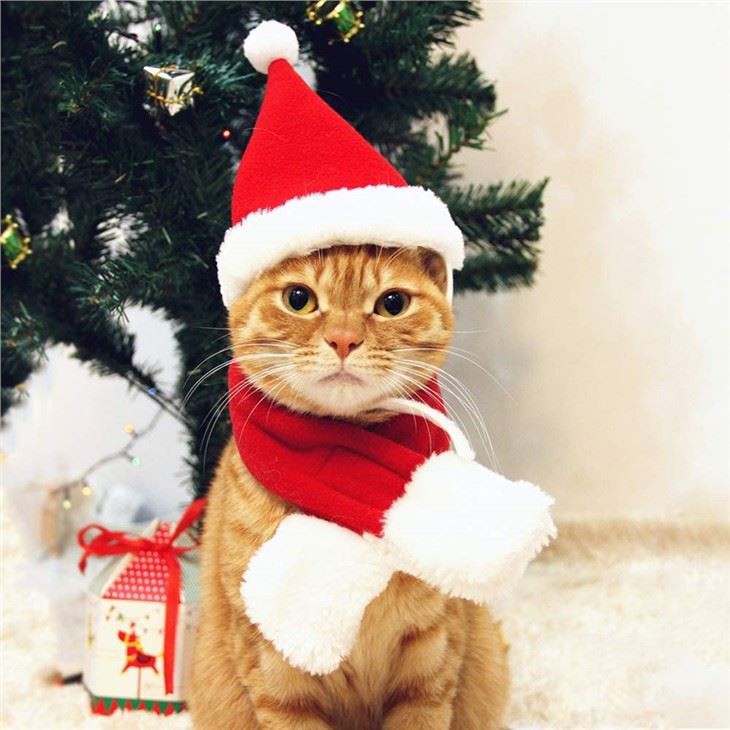 Bèt kay Santa Hat ak Echap -Nwèl kostim Mete chen chen Cat Santa Hat